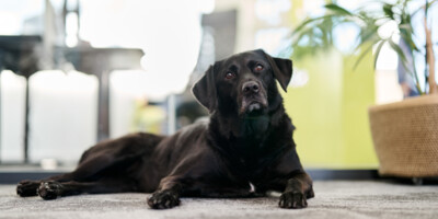 Lissy, der Agenturhund bei Kreativ&Söhne